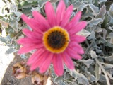 Flower at luganga